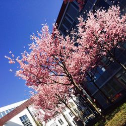 Low angle view of flowers on tree