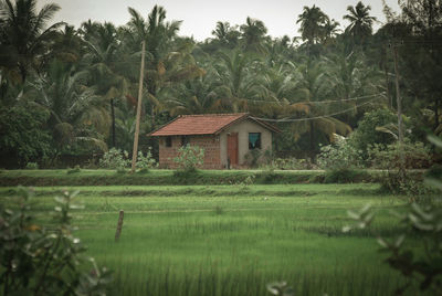 Scenic view of agricultural field by trees and houses