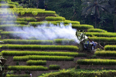 Scenic view of agricultural field