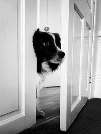 Dog looking through open door at home