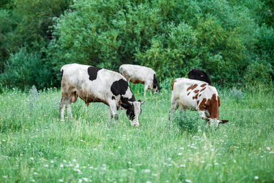 Cows grazing in a field