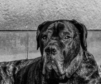 Close-up portrait of dog