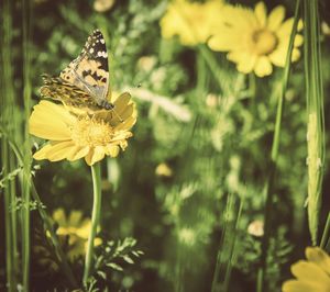 Close-up of butterfly on flower