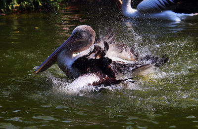 Duck swimming in lake