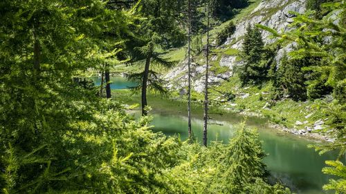 Scenic view of lake amidst trees in forest