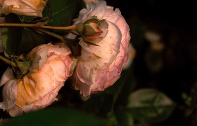 Close-up of roses