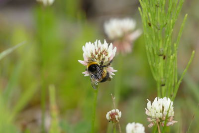 Close-up of bee on flower