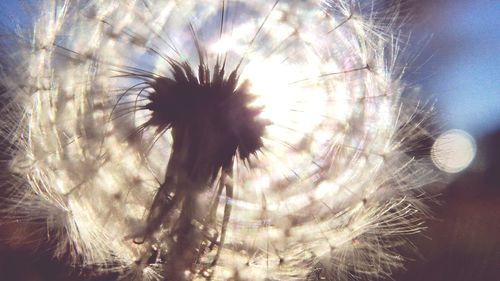 Close-up of dandelion against sky