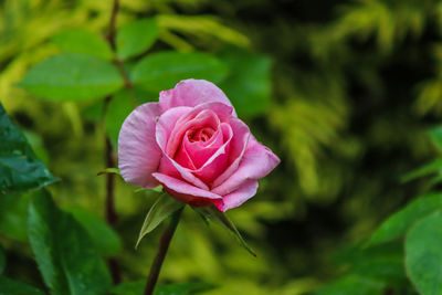 Close-up of pink rose