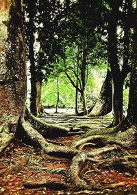 Trees in forest