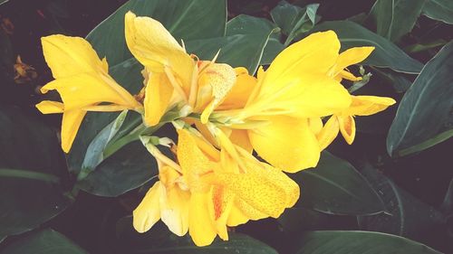Close-up of yellow flowers growing outdoors