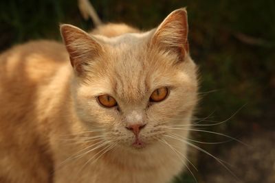 Close-up portrait of a cat