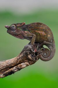 Close-up of a chameleon in our garden, arusha, tanzania.