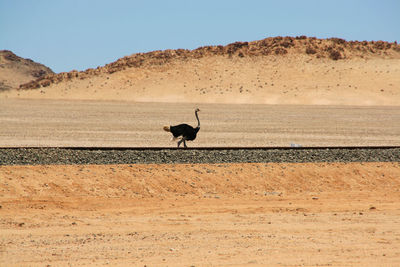 Bird on desert against clear sky