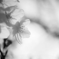 Close-up of white flowers