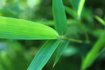 Close-up of green leaf