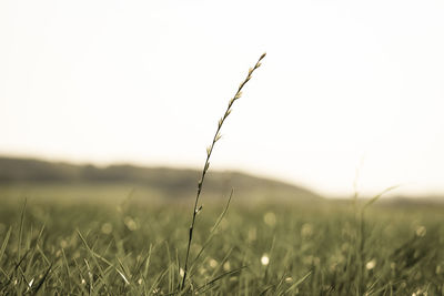 Close-up of plants growing on field