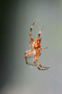 Close-up of spider