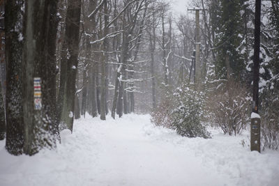 Trees in forest during winter