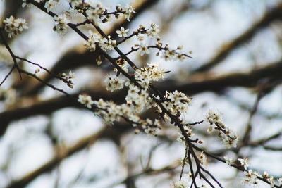 Close-up of white flowers on branch