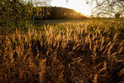 Scenic view of field against sky during sunset
