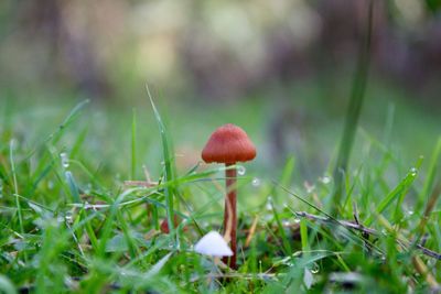 Close-up of mushroom growing on field