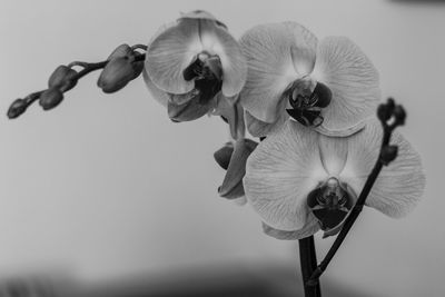 Close-up of flowers blooming outdoors