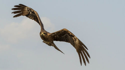 Low angle view of kite flying against sky