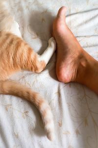 High angle view of hand touching cat