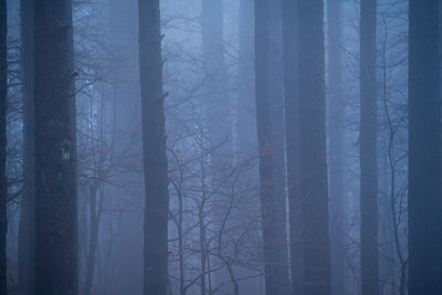 Scenic view of forest