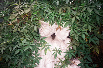 Plants growing on a tree