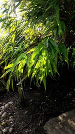 Plants growing in pond