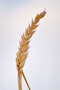 Low angle view of flowering plant against white background