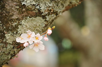 Close-up of pink cherry blossoms