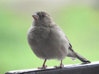 Close-up of bird perching on railing