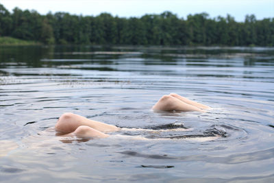 Swan swimming in water