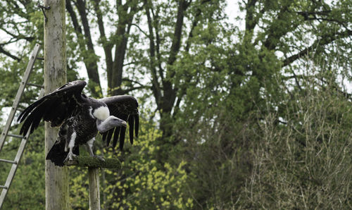 Low angle view of griffon vulture perching