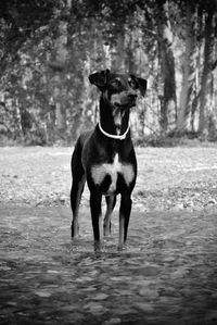 Portrait of dog running on street