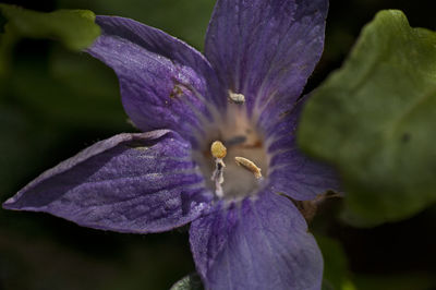 Close-up of purple crocus flower