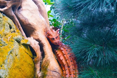 Close-up of lizard on rock