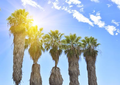 Low angle view of trees against sky