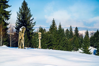 Pine trees on snow covered land against sky