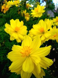 Close-up of yellow flowers blooming outdoors