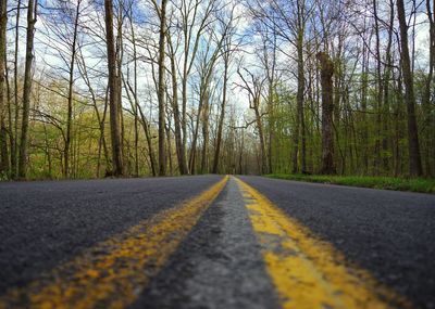 Road amidst trees