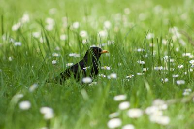 Close-up of bird on field