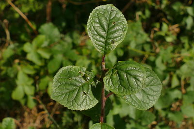 Close-up of fresh green plant