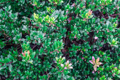 High angle view of flowering plants on field