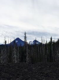 Trees on landscape against sky