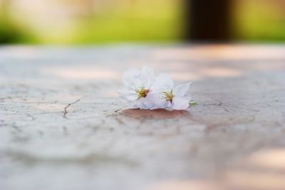 Close-up of flower