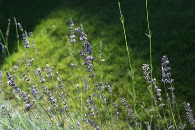 Close-up of purple flowers blooming on field